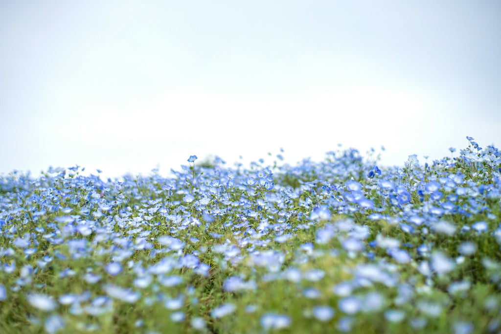 blühende Flachspflanzen mit blauen Blüten auf einem Feld